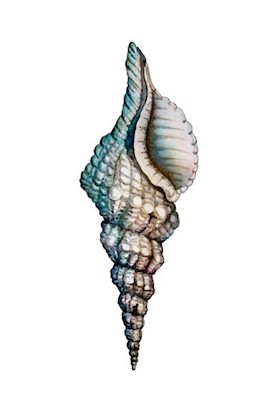 24 x 36 Shellabration I (IBG)