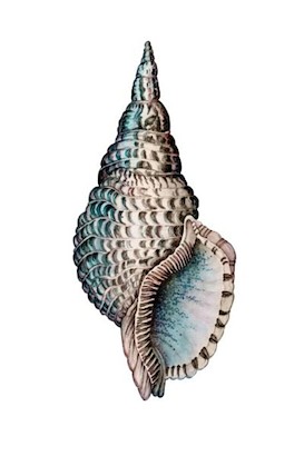 24 x 36 Shellabration III (IBG)