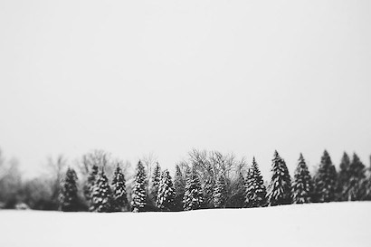45 x 30 Pine Line (IBG)