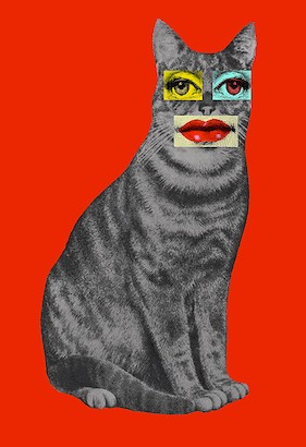 24 x 35 Cat (IBG)