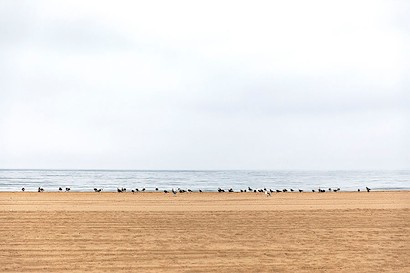 36 x 24 Pássaros na Praia (IBG)