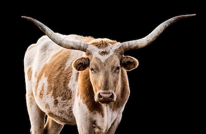 72 x 47 The Texan (IBG)