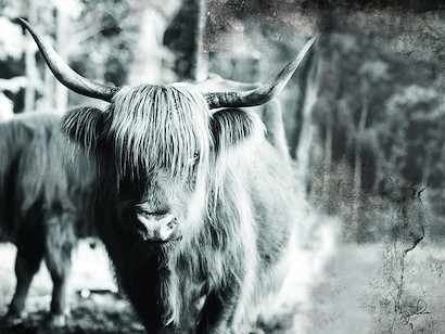 40 x 30 Highland VI (IBG)