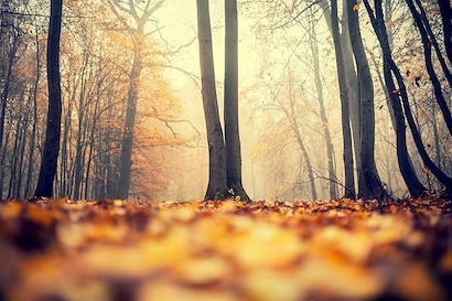 60 x 40 Misty Forest V (IBG)
