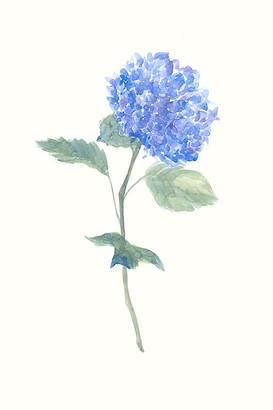 24 x 36 Fleur D?licate I (IBG)