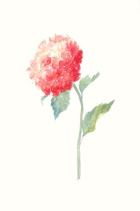 24 x 36 Fleur D?licate II (IBG)