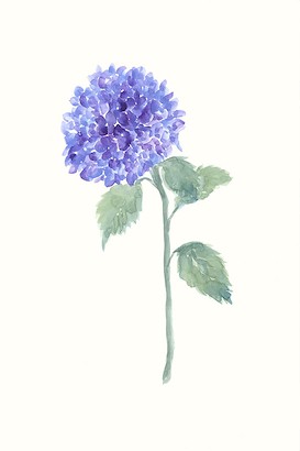 24 x 36 Fleur D?licate III (IBG)
