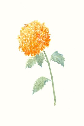 24 x 36 Fleur D?licate IV (IBG)