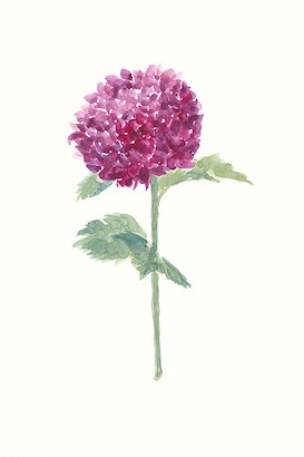 24 x 36 Fleur D?licate VI (IBG)