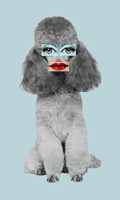 24 x 40 Poodle Lips IV (IBG)