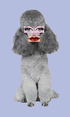 24 x 40 Poodle Lips V (IBG)