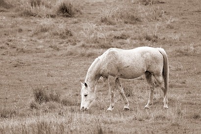 60 x 40 Graze III (IBG)