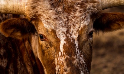 40 x 24 The Longhorn Gaze (IBG)