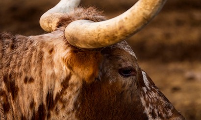 40 x 24 Side Horn (IBG)