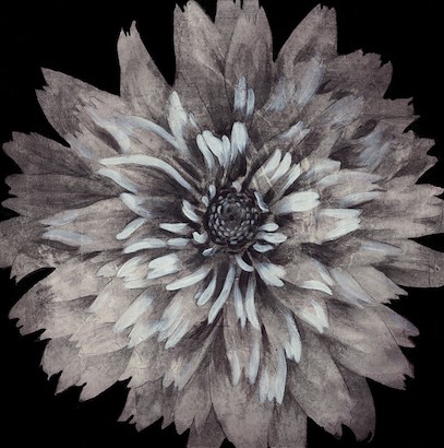 47 X 47 Starburst Floral II (IBG)