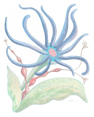 24 x 30 Squid Pro Quo (IBG)