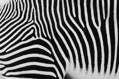 45 x 30 Exotic Animals II (MT)