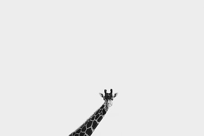60 x 40 Exotic Animals V (MT)