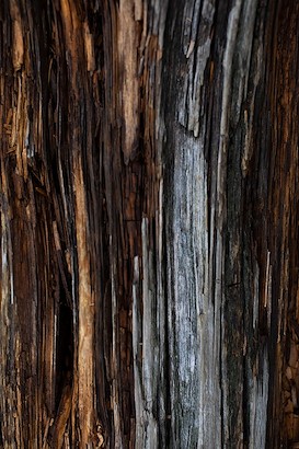 24 x 36 Grove Collection I (IBG)