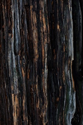 24 x 36 Grove Collection V (IBG)