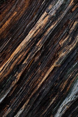 24 x 36 Grove Collection VI (IBG)