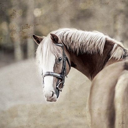 40 x 40 CeCe (GF)