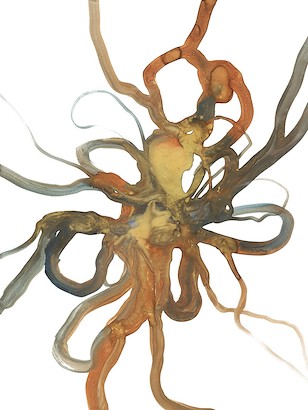 30 x 40 Traits Brown Avec IV (IBG)