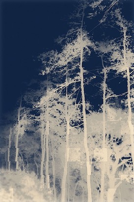 30 x 45 Forest Photogram II (IBG)
