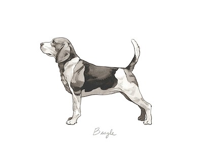 32 x 24 Doggy III (IBG)