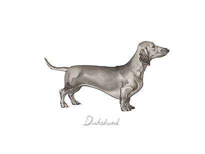 32 x 24 Doggy IV (IBG)