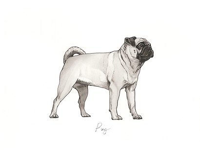 32 x 24 Doggy V (IBG)