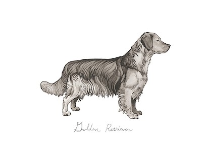 32 x 24 Doggy VI (IBG)
