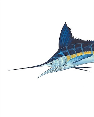 30 x 36 Atlantic Blue Marlin I (IBG)