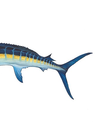 30 x 36 Atlantic Blue Marlin II (IBG)