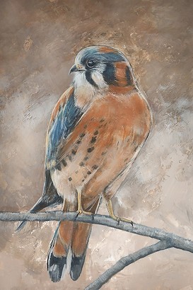 24 x 36 American Kestrel I (IBG)