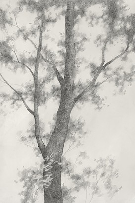 40 x 60 Wilderness Giant II (IBG)