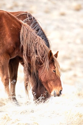 40 x 60 Mane Story (IBG)