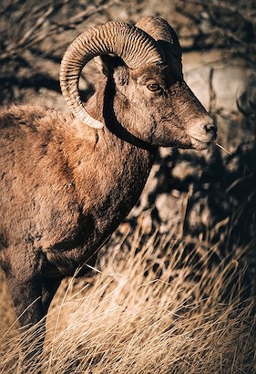 30 x 45 The Ram (MT)
