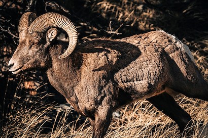 45 x 30 Bighorn II (MT)