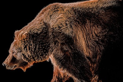 60 x 40 Grizzled 1 (MT)