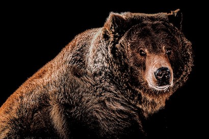60 x 40 Grizzled 2 (MT)