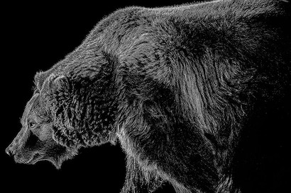60 x 40 Grizzled 1 B&W (MT)