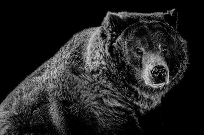 60 x 40 Grizzled 2 B&W (MT)